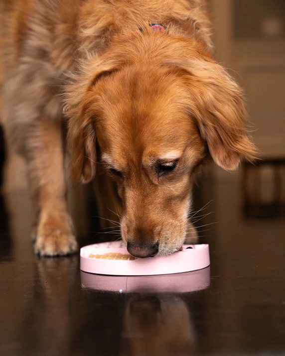 Trot Pets Snack Tray – Multi-Use Feeding Tray for Dogs